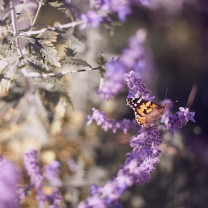 Бабочка-монарх на цветах