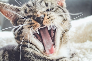 Котенок зевает
