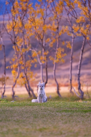 осенний лес на закате, белая собака сидит на поляне и смотрит в кадр 