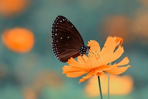 Контраст оранжевого цветка с черной бабочкой