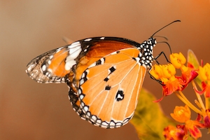 Бабочка-монарх на ярких цветах
