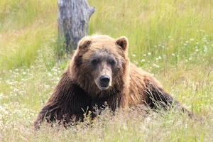Бурый медведь лежит на поле, смотрит в камеру 