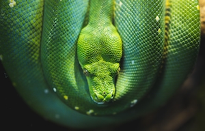 Зеленая змея, крупный план 