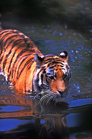 Мокрый тигр выходит из воды