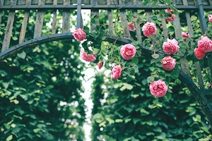 Розовая арка. Розовые кустовые розы, розы на кустах, цветки розовых роз 