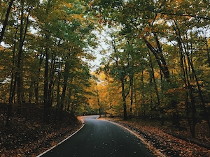 Изгиб дороги в лесу осенью
