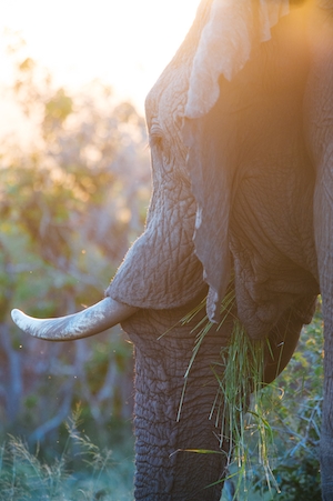слон с бивнем на фоне заката, крупный план 