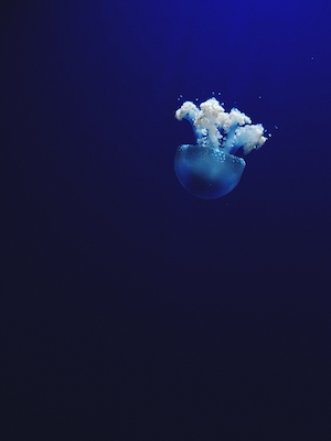 подводный мир, медуза в темно-синем море 