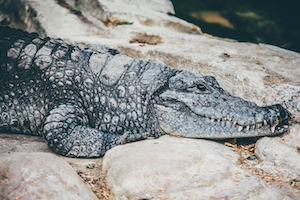 крокодил лежит на камне, крупный план 