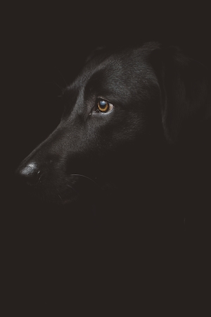 черная собака в темноте 