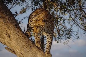 Крадущийся леопард на дереве