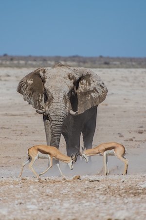 слон и две антилопы 
