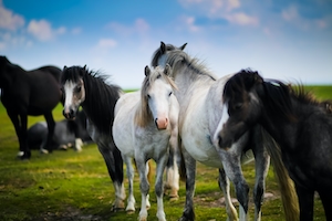 Табун лошадей на поле