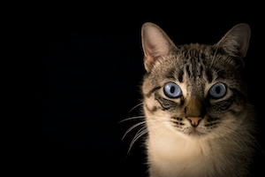 Портрет голубоглазой кошки