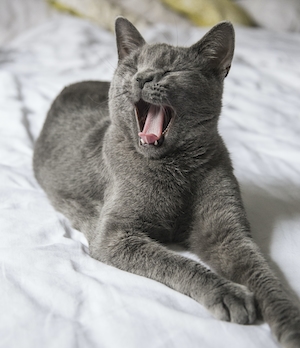 серый кот зевает на постели 