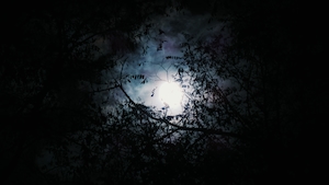 Луна сквозь покрытые листвой ветви, луна на темном небе в облаках 