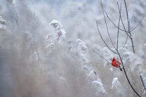 Ярко-красная птица сидит на ветке в падающем снегу