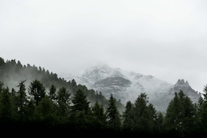 хвойные леса на склонах гор под белыми низкими облаками