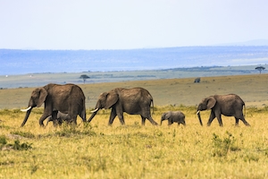 семья слонов идет по полю 