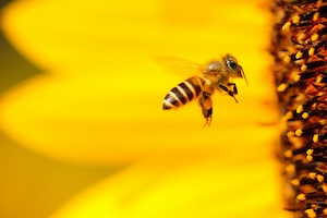 пчелка на фоне большого желтого цветка подсолнуха 