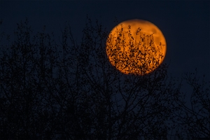 полная луна оранжевого цвета на небе с силуэтами деревьев 
