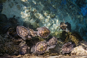 Черепахи плавают в море, вид сверху 