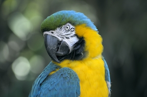 сине-желтый попугай 