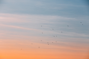 птицы в небе во время заката 