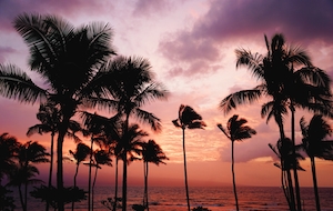 Пальмы и океан на закате 