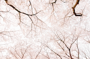 Цветущие ветки дерева сакура, общий план 