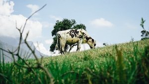 корова пасется на лугу, фото снизу 