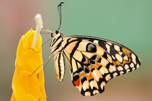 Бабочка на желтом цветке в макро