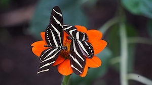 Царственные черно-белые бабочки на оранжевом цветке