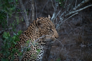 леопард, спрятавшийся на небольшой поляне в кустах