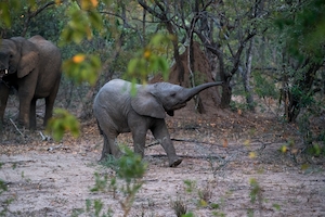 Слоненок играет с хоботом на природе 