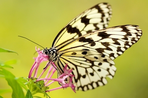 Бабочка, наслаждающаяся сладким нектаром, крупный план