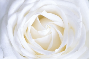 Великолепная белая роза. Белая роза, крупный план 