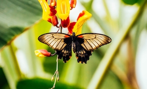 коричневая бабочка сидит на тропическом цветке 