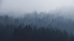 Люблю эти туманные утра, туманный лес 