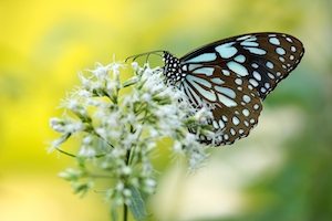 бабочка "Белый монарх" на белых цветах, макросъемка