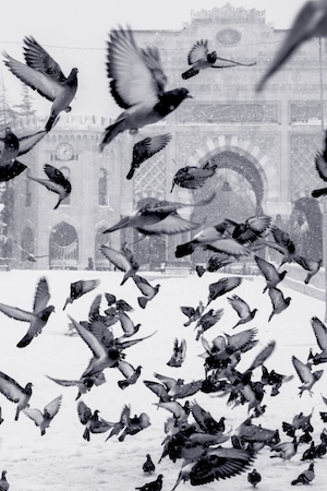 голуби на одной из Стамбульских площадей 