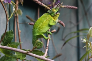 зеленый хамелеон на ветке 
