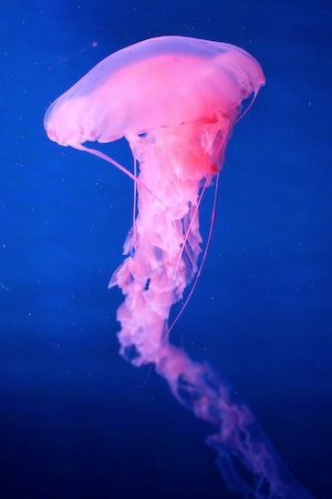 розовая медуза в синем море, вид сбоку, крупный план