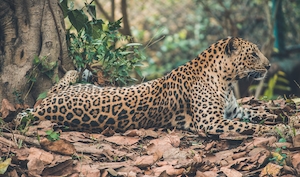 Леопард отдыхает у дерева