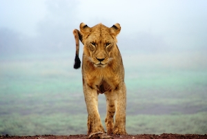 Лев в западном национальном парке Тсаво, Кения