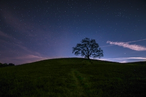 Чистое небо на холмах Малибу, голое дерево на холме под звездным небом 