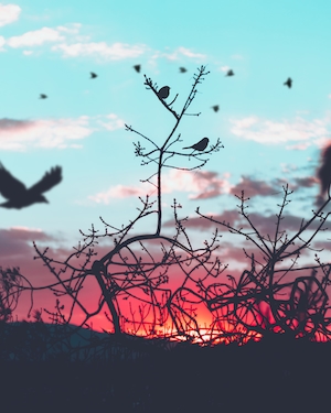 силуэты птиц на фоне неба во время заката 