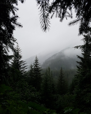 вид из хвойного леса на туманные горы 