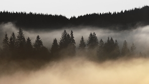 туманный лес, фото сверху 
