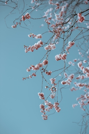 Весенний цвет дерева, вид снизу